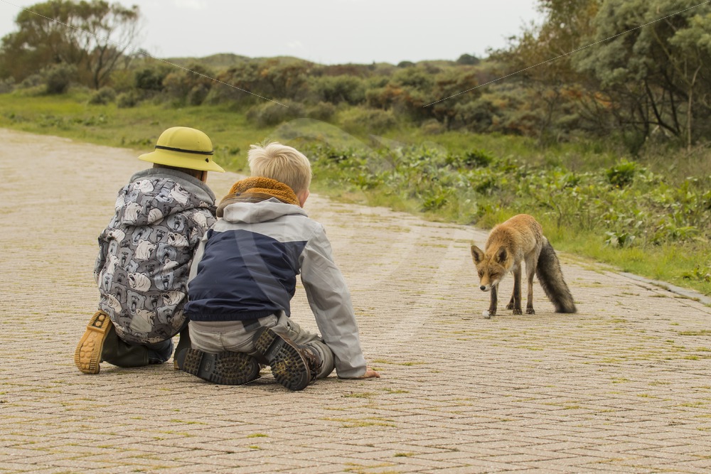 2 kids with fox - Nature Stock Photo Agency 2 kids with fox - Nature Stock Photo Agency
