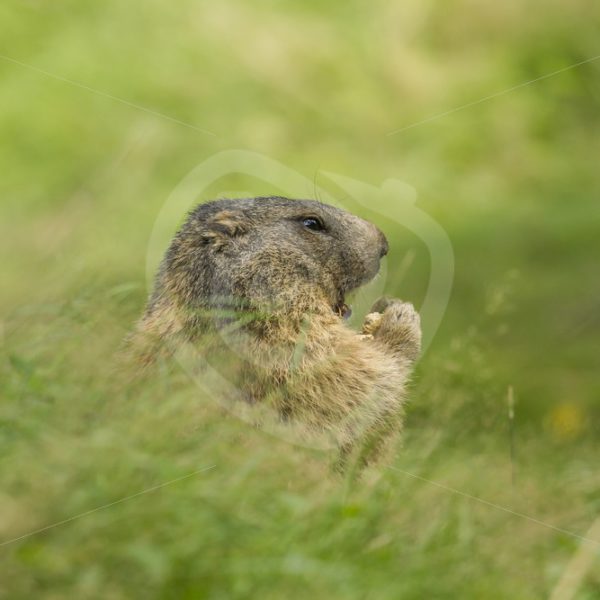 Alpine marmot in The Pyrenees - Nature Stock Photo Agency