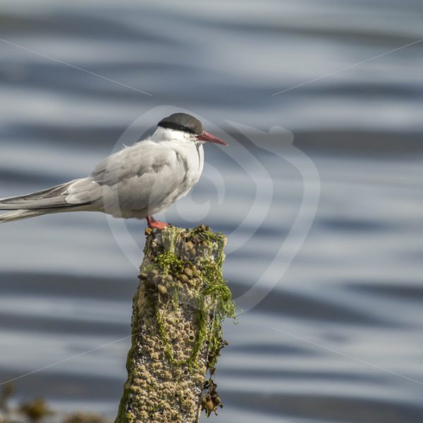 Arctic tern in Shetland harbour - Nature Stock Photo Agency