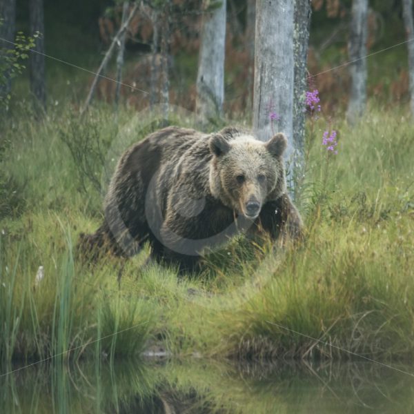 Brow bear in Kuhmo, Finland - Nature Stock Photo Agency