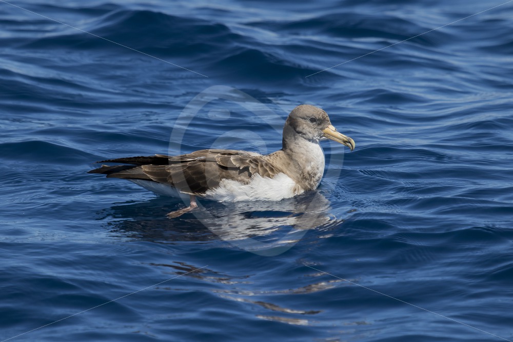 Cory’s shear-water floating on the ocean - Nature Stock Photo Agency