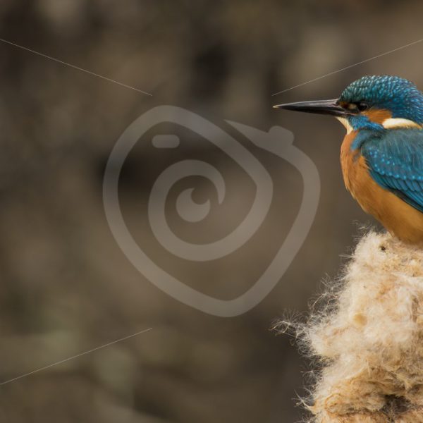Kingfisher - Nature Stock Photo Agency
