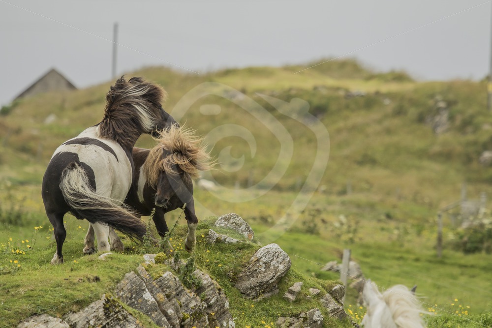 Playing Shetland pony’s - Nature Stock Photo Agency