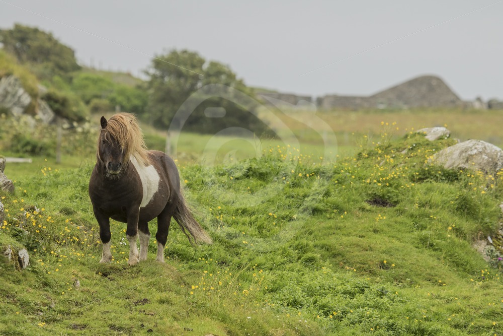 Shetland pony - Nature Stock Photo Agency Shetland pony - Nature Stock Photo Agency