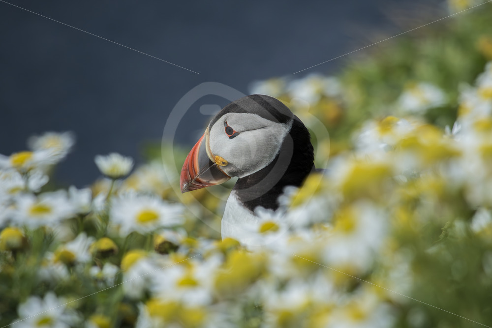 Puffin in Shetland between flowers - Nature Stock Photo Agency