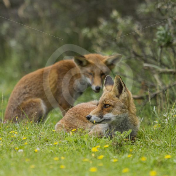 2 juvenile foxes in the grass - Nature Stock Photo Agency