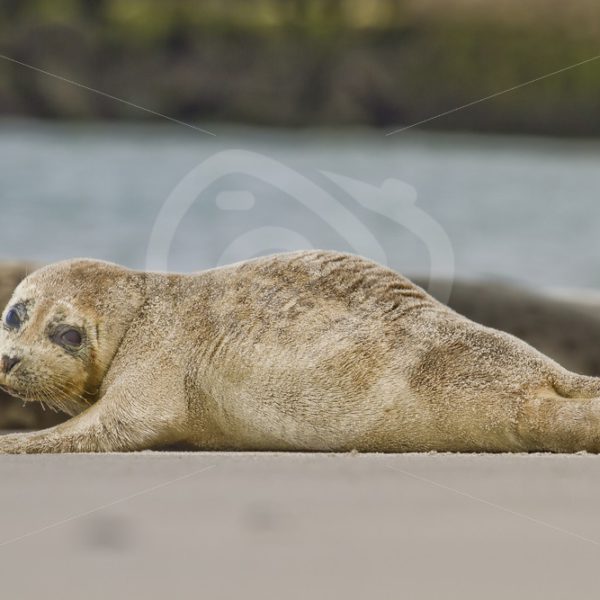 Baby harbor seal on the beach - Nature Stock Photo Agency