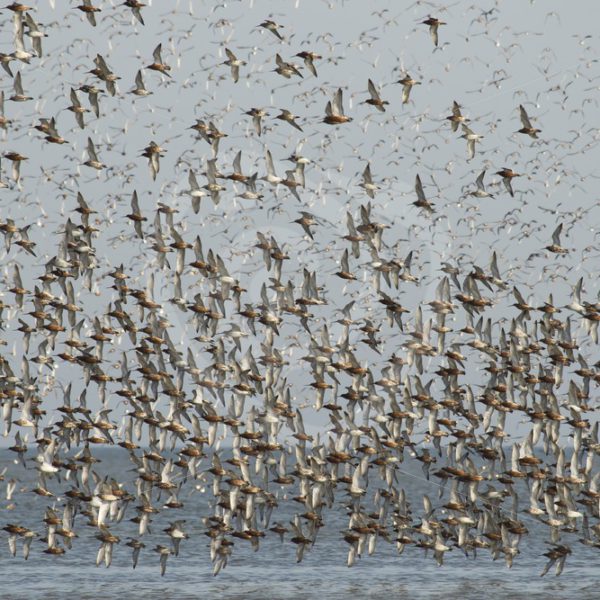 Black-tailed godwick colony - Nature Stock Photo Agency