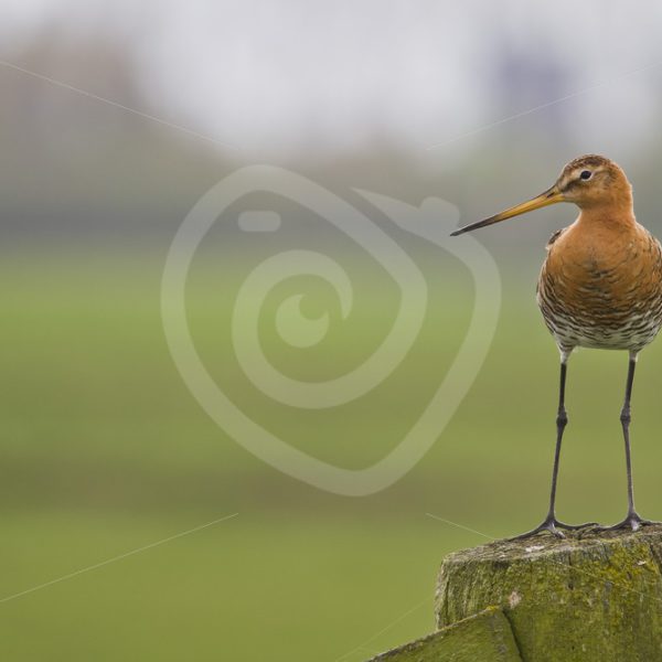 Black-tailed godwit on a wooden pole - Nature Stock Photo Agency