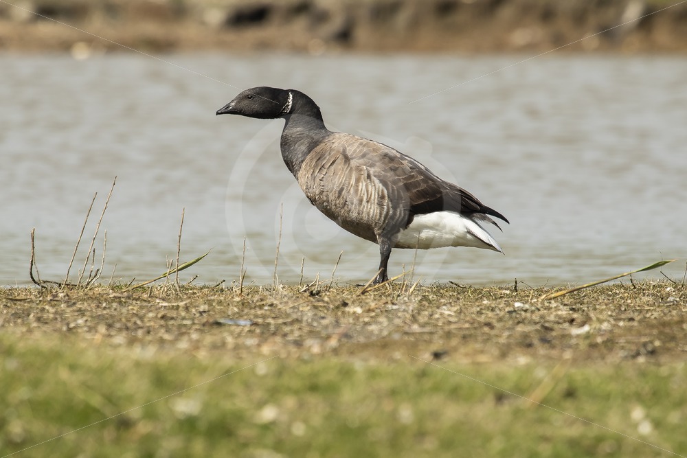 Brant goose on the shore - Nature Stock Photo Agency