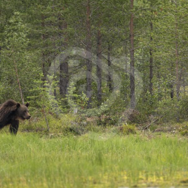 Brown bear coming out of the woods - Nature Stock Photo Agency