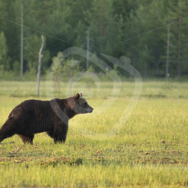 Brown bear looking forward in the field - Nature Stock Photo Agency