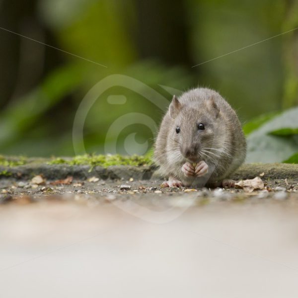 Brown rat eating in the park - Nature Stock Photo Agency