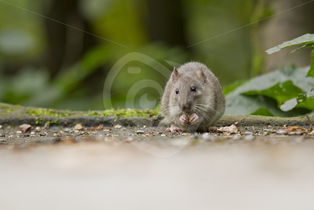 Brown rat eating in the park - Nature Stock Photo Agency