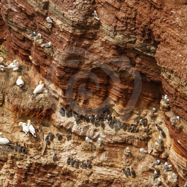 Cliffs full of gannets and murres - Nature Stock Photo Agency