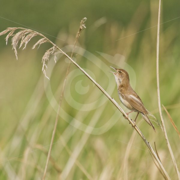 Common grasshopper warbler in the cane - Nature Stock Photo Agency