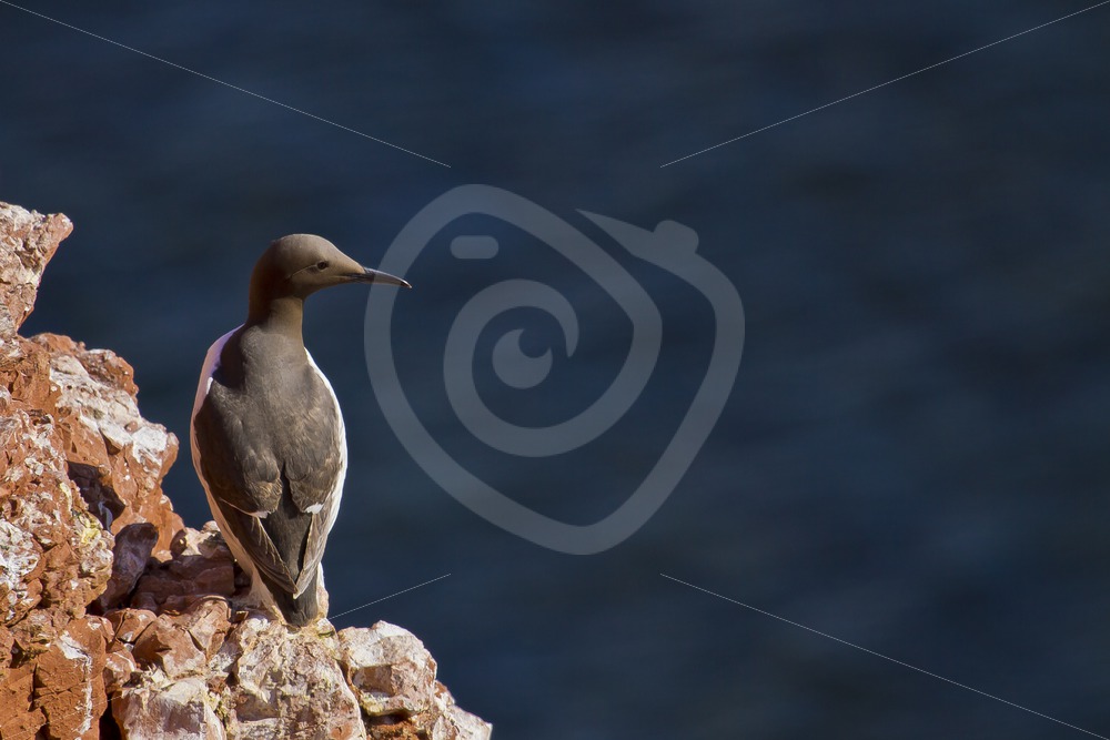 Common murre on a cliff - Nature Stock Photo Agency