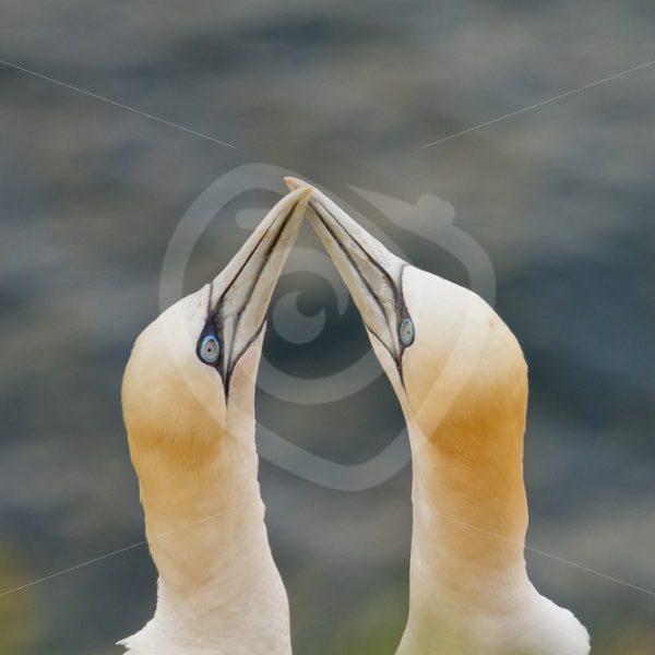 Couple of gannets with mating ritual - Nature Stock Photo Agency