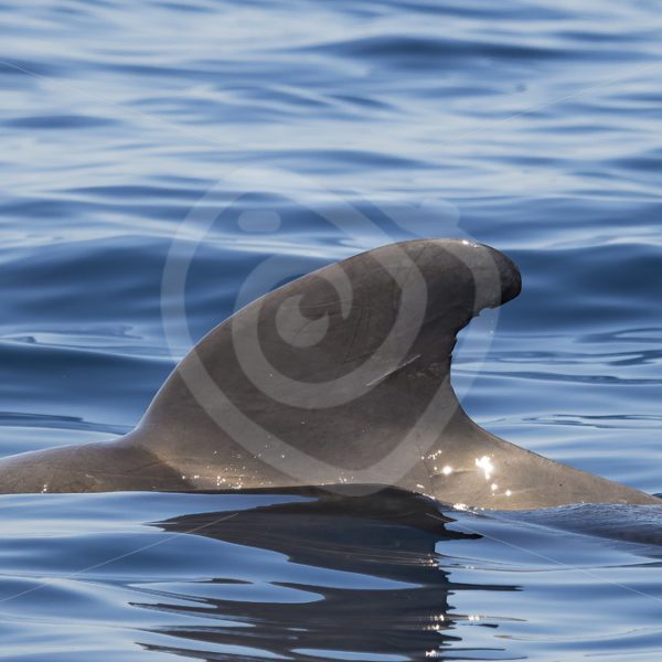 Dorsal fin of large short fin pilot whale - Nature Stock Photo Agency
