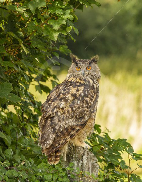 Eurasian eagle owl in bushes - Nature Stock Photo Agency