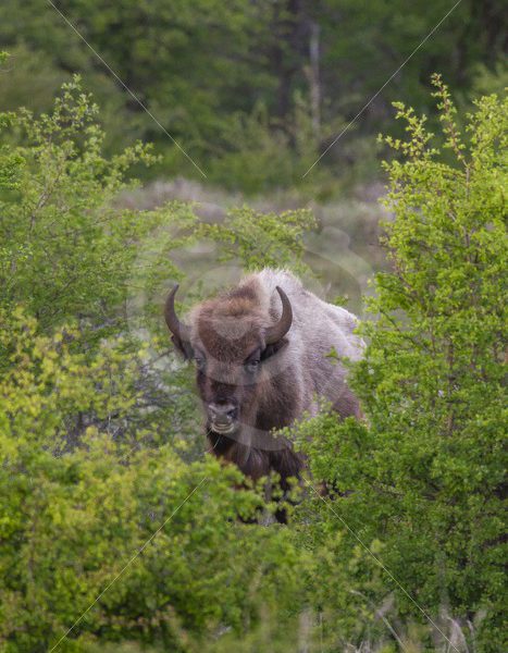 European bison between the bushes - Nature Stock Photo Agency