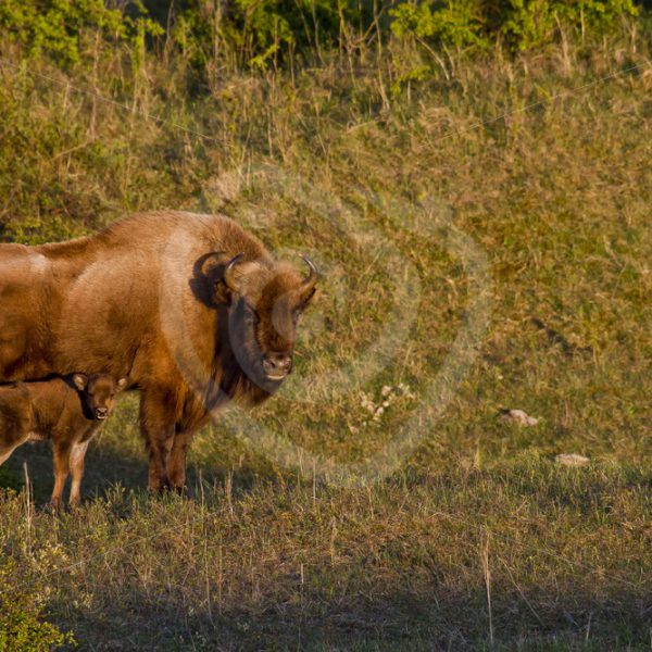 European bison with calf - Nature Stock Photo Agency