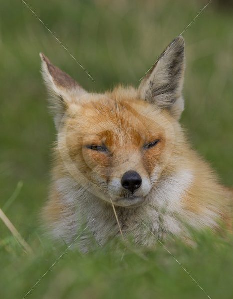 Fluffy fox portrait - Nature Stock Photo Agency