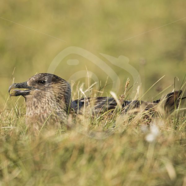 Great skua in the grass with hot temperature - Nature Stock Photo Agency