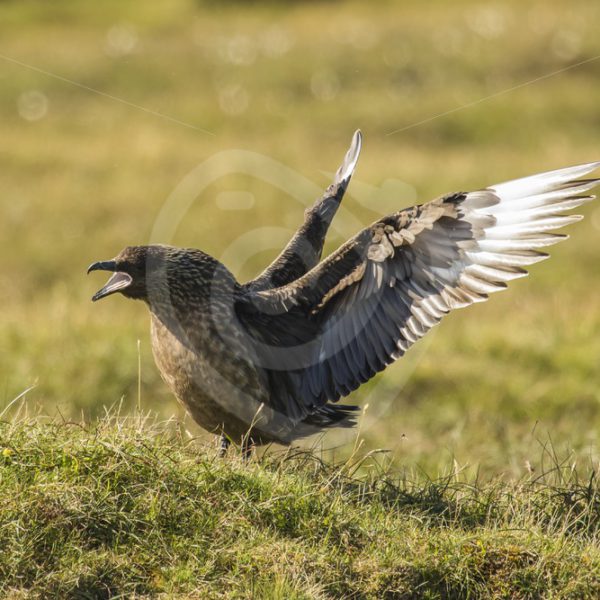 Great skua showing off - Nature Stock Photo Agency