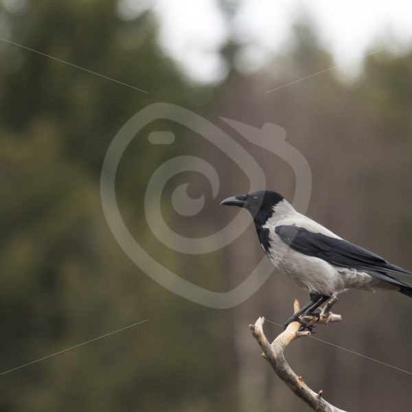 Hooded crow on a branch - Nature Stock Photo Agency