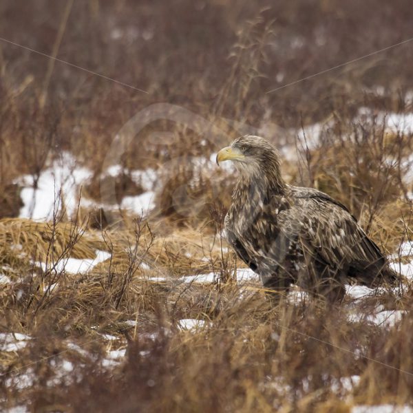 Juvenile white-tailed eagle in winter grassland - Nature Stock Photo Agency