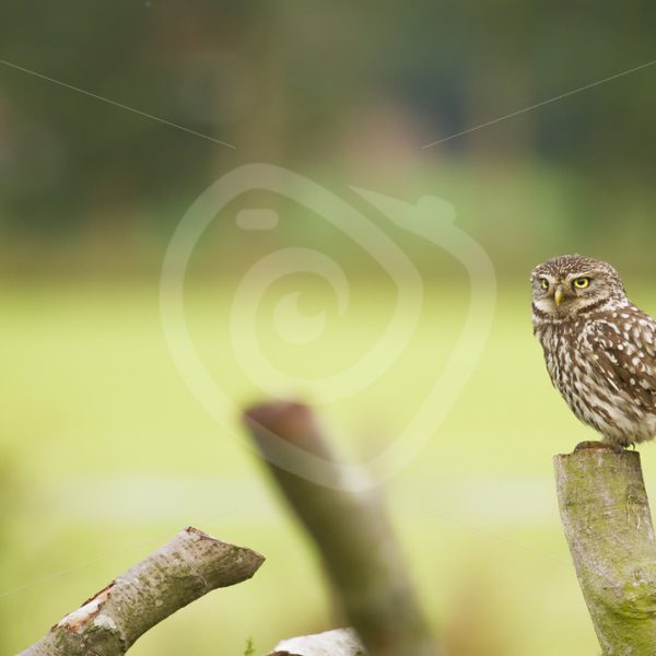 Little owl sitting on a log - Nature Stock Photo Agency