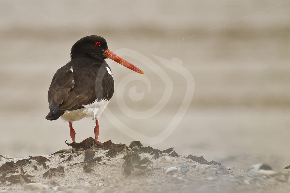 Oystercatcher overlooking the beach - Nature Stock Photo Agency