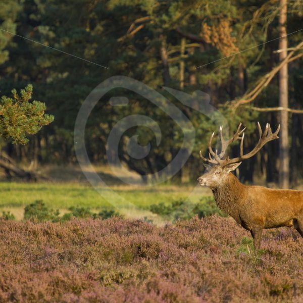 Red deer looking around for females - Nature Stock Photo Agency