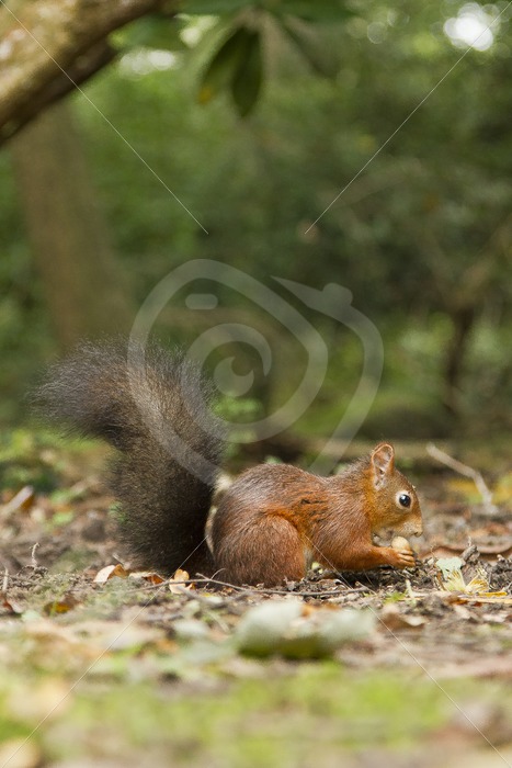 Red squirrel eating acorn - Nature Stock Photo Agency
