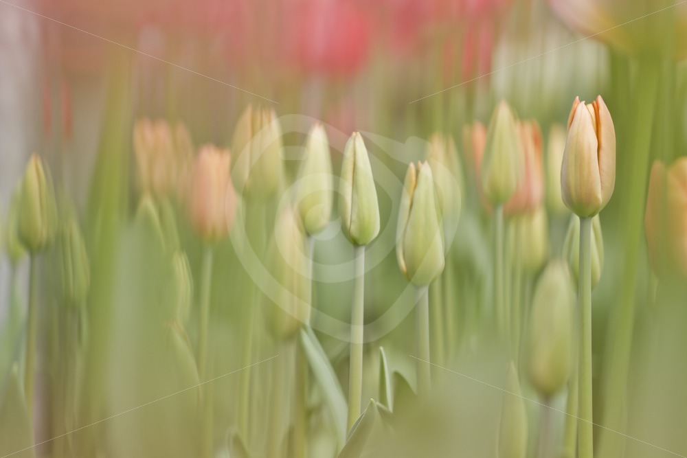 Soft focus tulips - Nature Stock Photo Agency