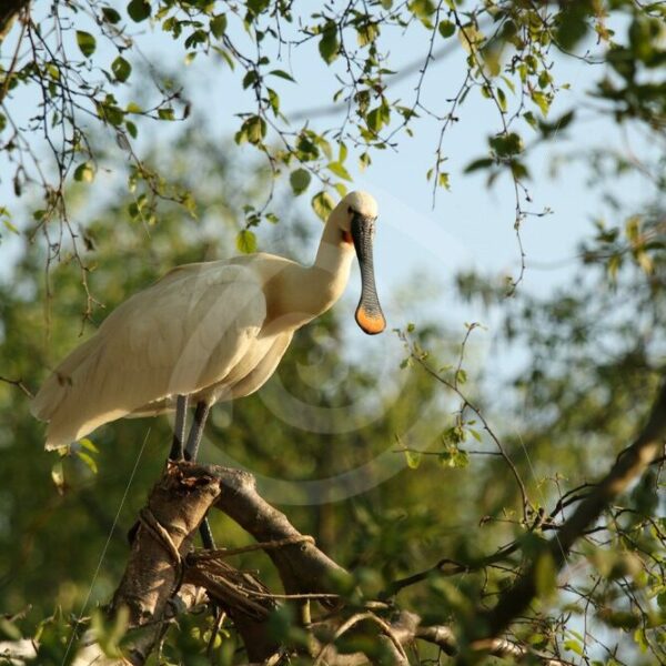 Spoonbill in treetop - Nature Stock Photo Agency