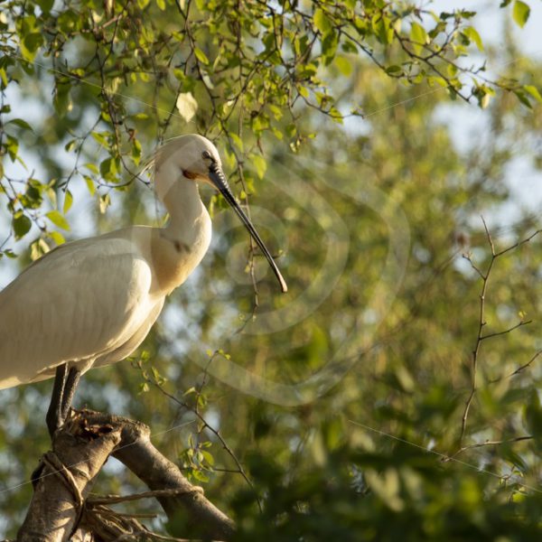 Spoonbill sitting in a treetop - Nature Stock Photo Agency