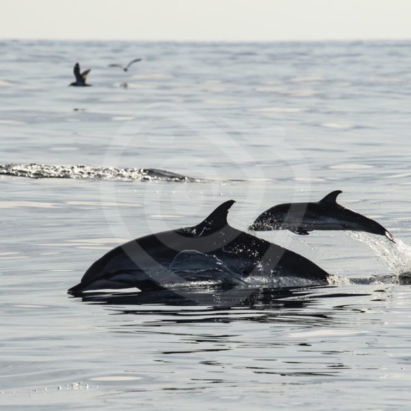Striped dolphin mother and calf jumping out of the water - Nature Stock Photo Agency