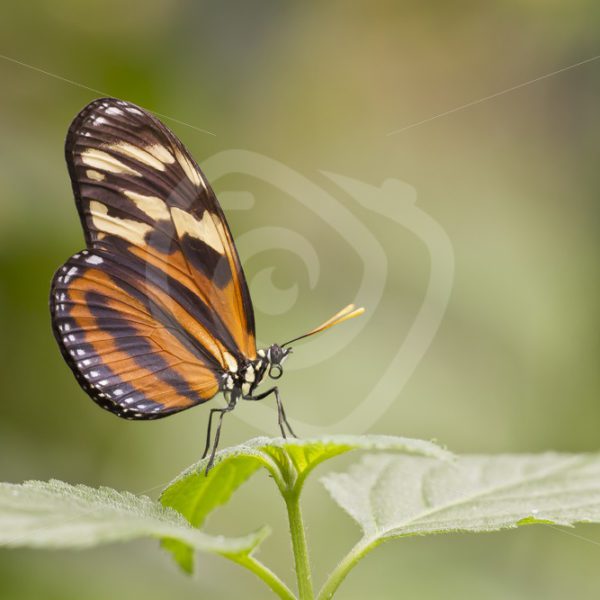 Tiger heliconian butterfly closeup - Nature Stock Photo Agency