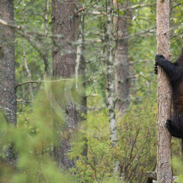 Wolverine climbing in a tree - Nature Stock Photo Agency
