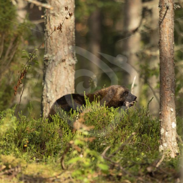 Wolverine eating in the woods - Nature Stock Photo Agency