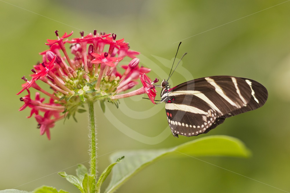 Zebra longwing (Heliconius charithonia) on a flower - Nature Stock Photo Agency