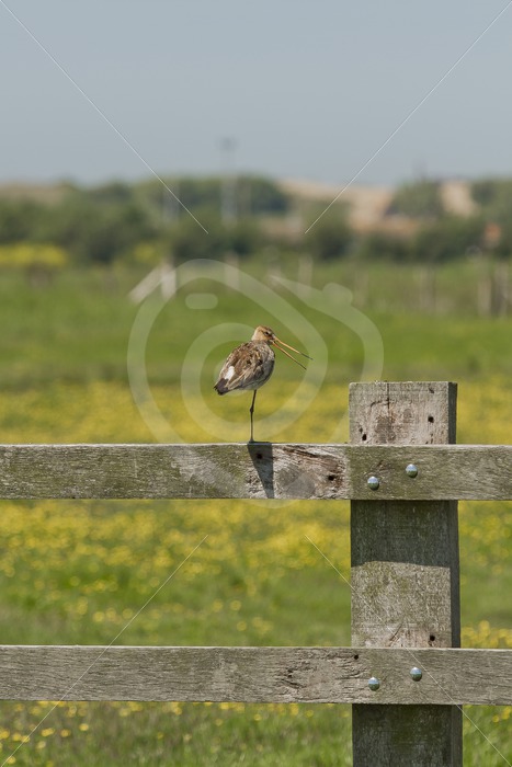 Black-tailed godwit on a wooden fence - Nature Stock Photo Agency