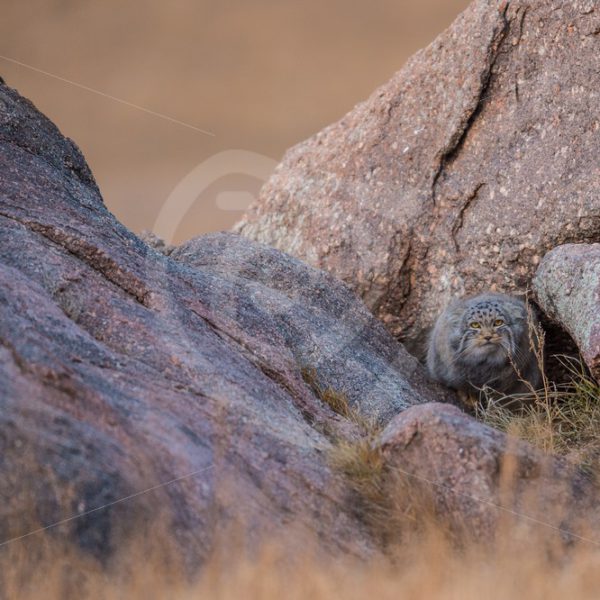Pallas’s cat in between the rocks - Nature Stock Photo Agency
