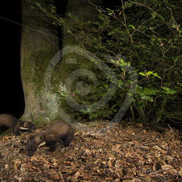 2 European pine martens searching the ground - Nature Stock Photo Agency