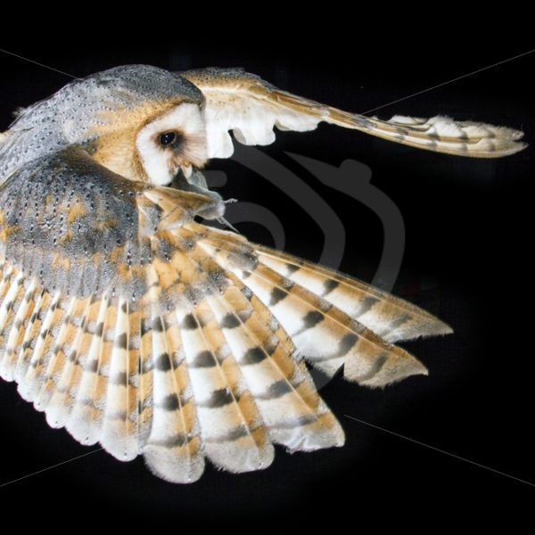 Barn owl flying with mouse in the beak - Nature Stock Photo Agency