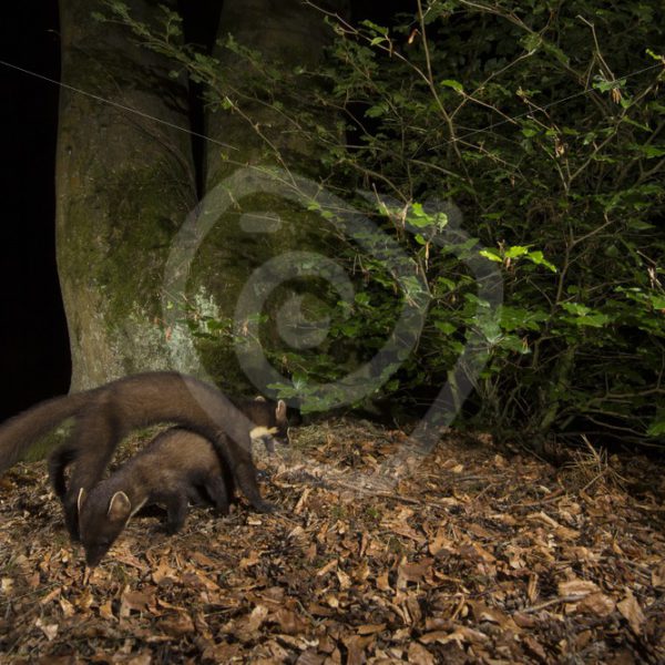 Couple of European pine martens in a night scene - Nature Stock Photo Agency