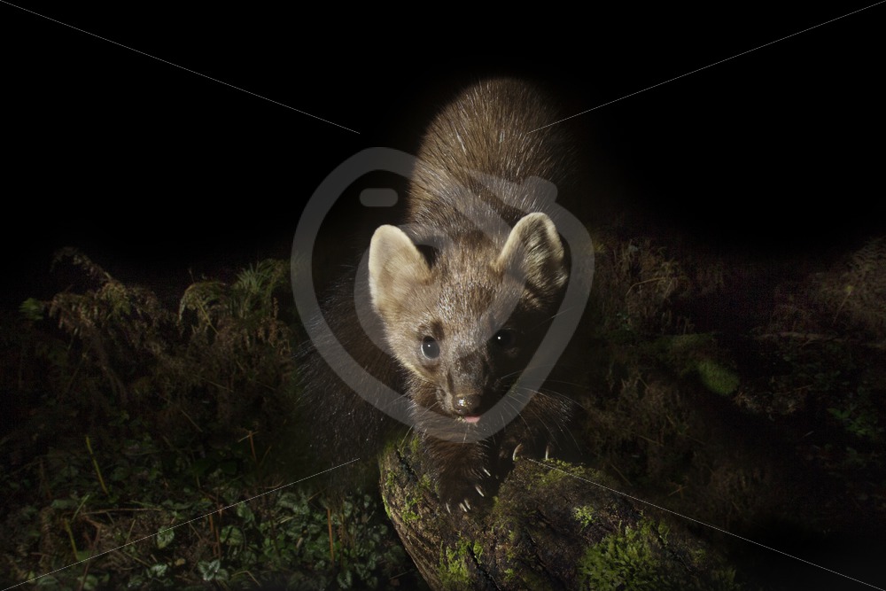 European pine marten looking into the camera - Nature Stock Photo Agency
