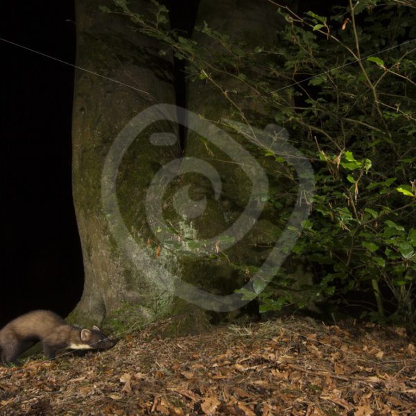 European pine marten passing a tree in the night - Nature Stock Photo Agency